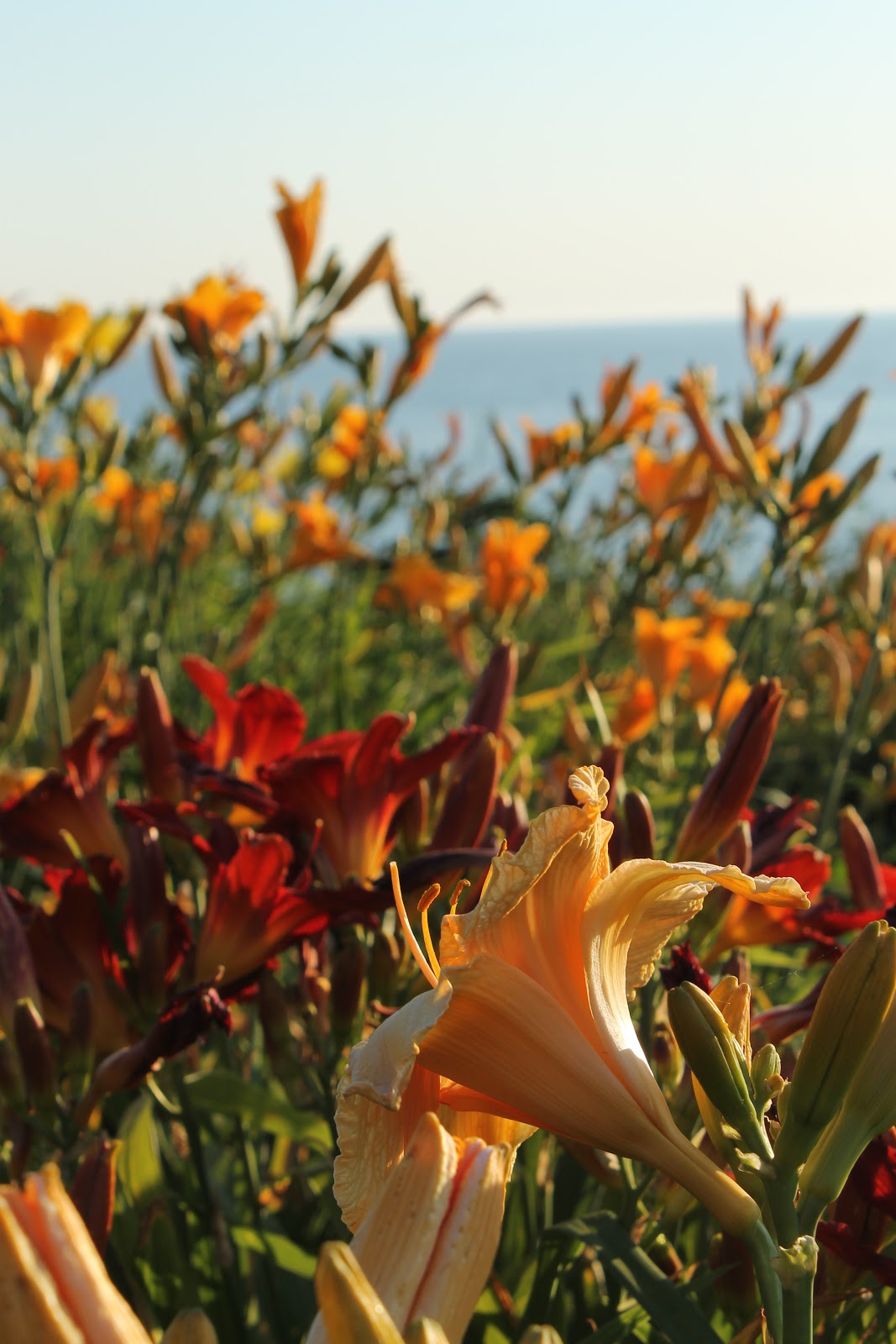 Grown in the Garden The Flowers of Monhegan Island Maine