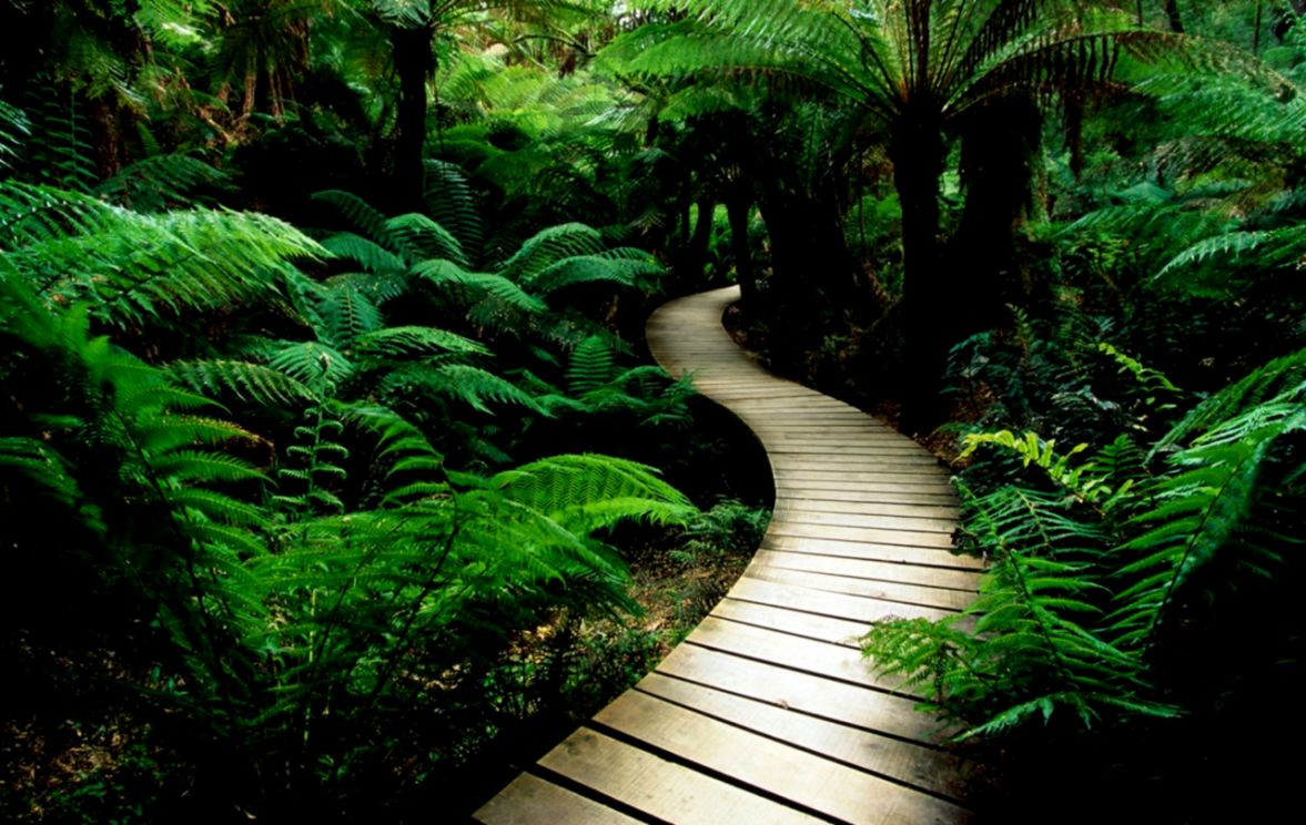 wallpaper wood road forest green trees fresh air tropical wallpaper wood road forest green trees fresh air tropical