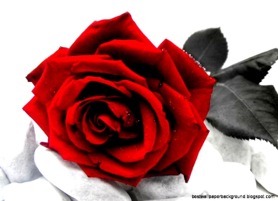 Red Roses With White Backgrounds Wallpaper Cave Red Roses With White Backgrounds Wallpaper Cave
