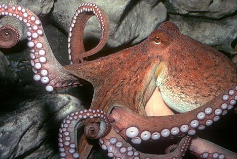 Marine Sea Creatures Through Marine Biology Octopus Marine Sea Creatures Through Marine Biology Octopus