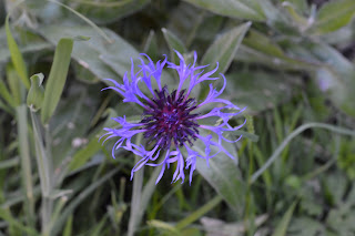 Blue centaurea