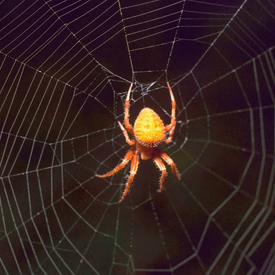 gambar laba-laba, spider wallpaper