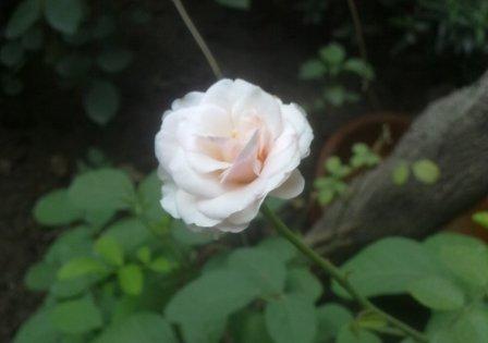 The Learner Barsati S Garden Multiple White Roses