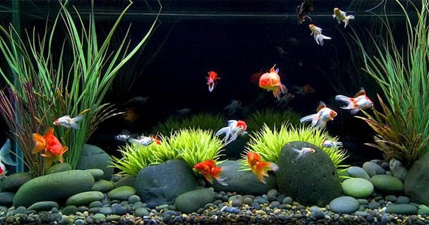 Usaha Ikan Hias Air Tawar Usaha Apa?