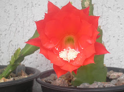 muda c/flor vermelha de cactus orquidea