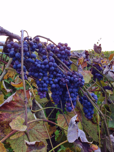 Bunches of sovereign coronation grapes on a grapevine