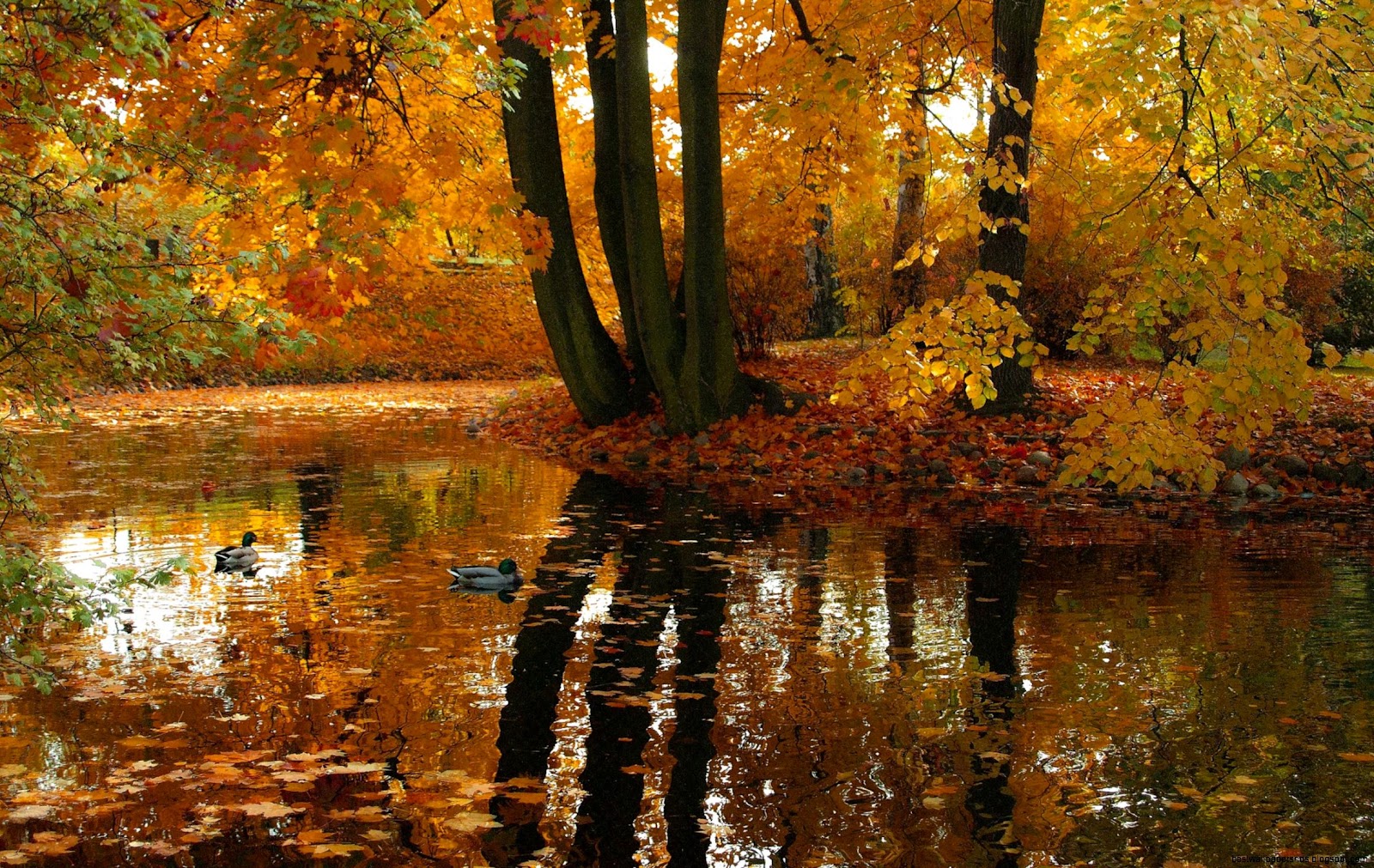 fall blätter ahorn Reflexion Wasser Landschaft Hintergrundbilder fall blätter ahorn Reflexion Wasser Landschaft Hintergrundbilder