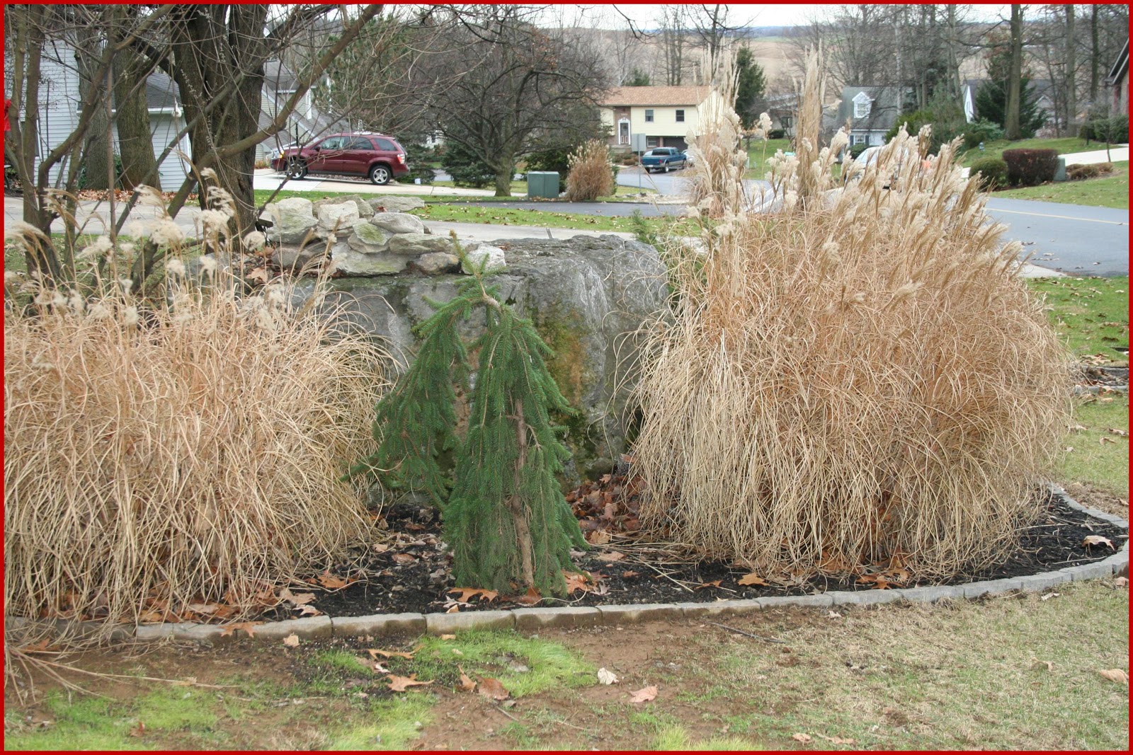 Boxwood Update Any Signs Of Growth After Last Winter S Deadly Blow