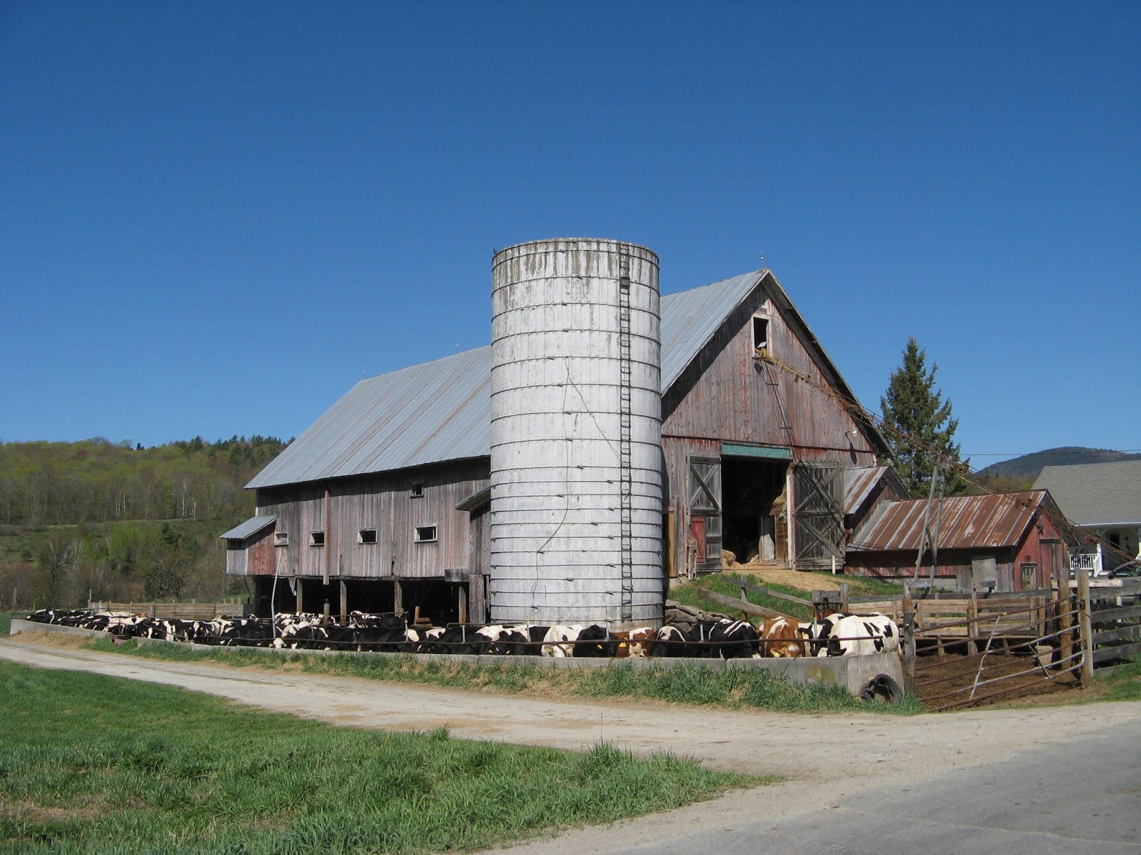 Animal Instinct Barnyard Babes