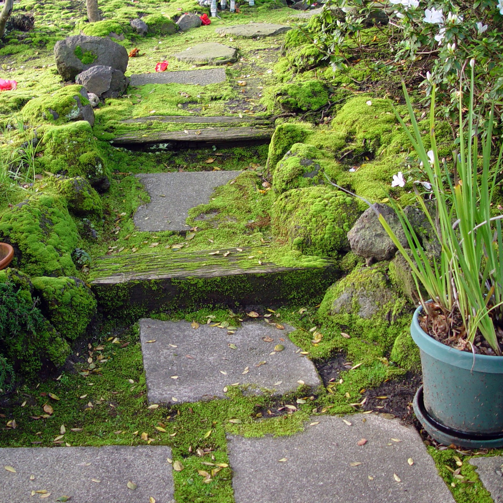 moss pavers january lined stone