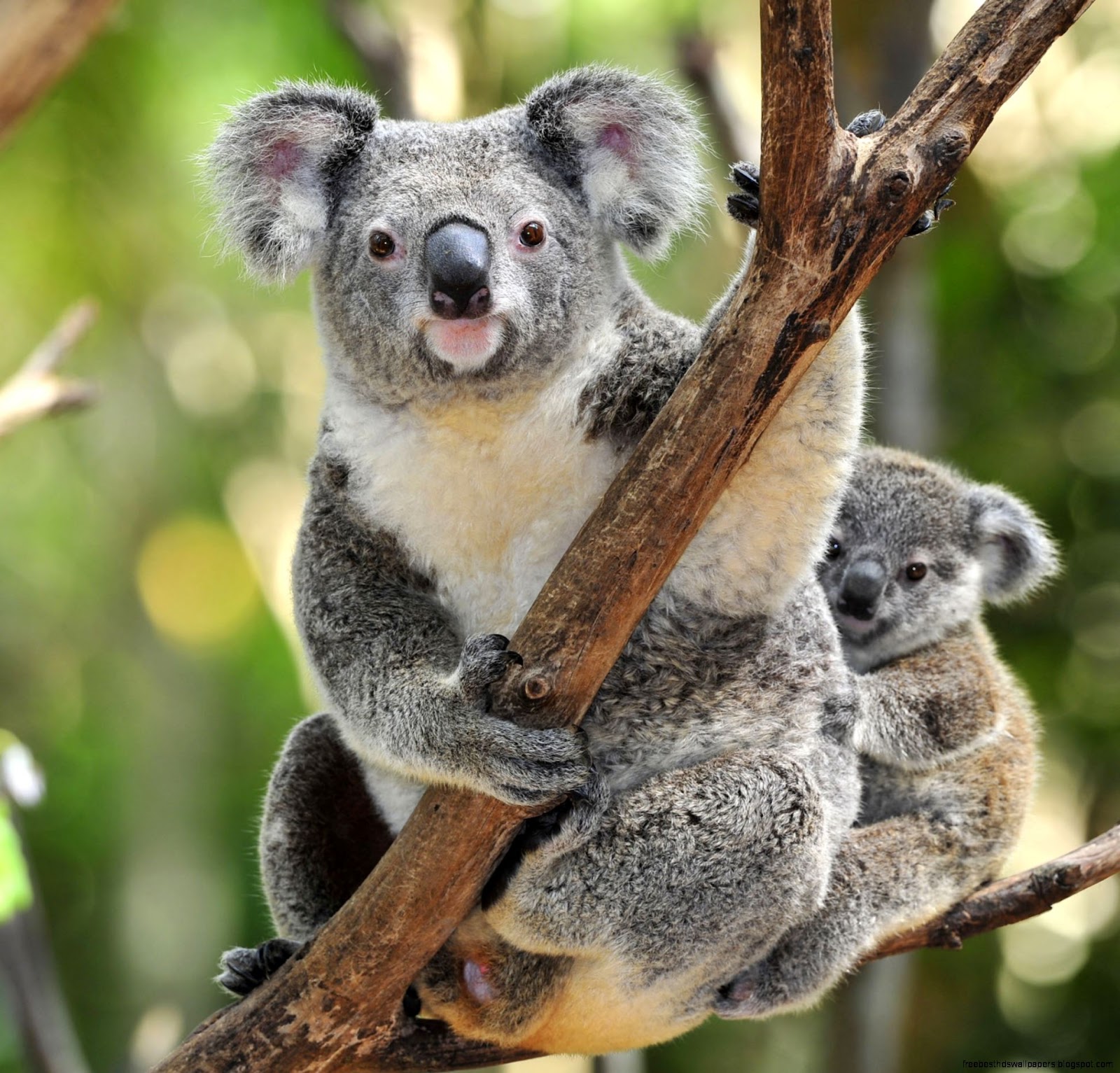 Koala Bear Babies Koala Bear Babies