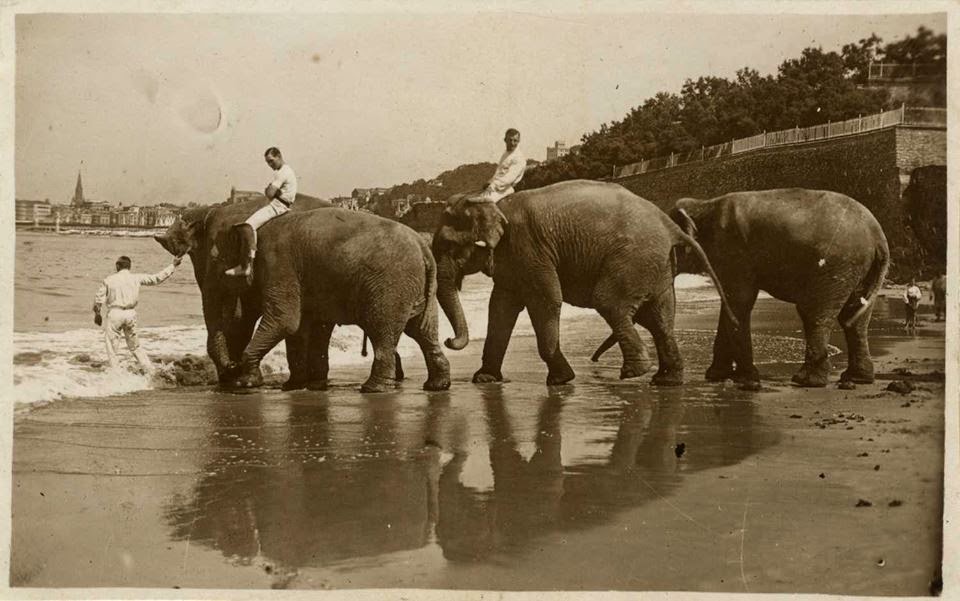 Elefantes en Ondarreta