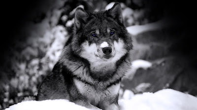 Wolf-in-snow