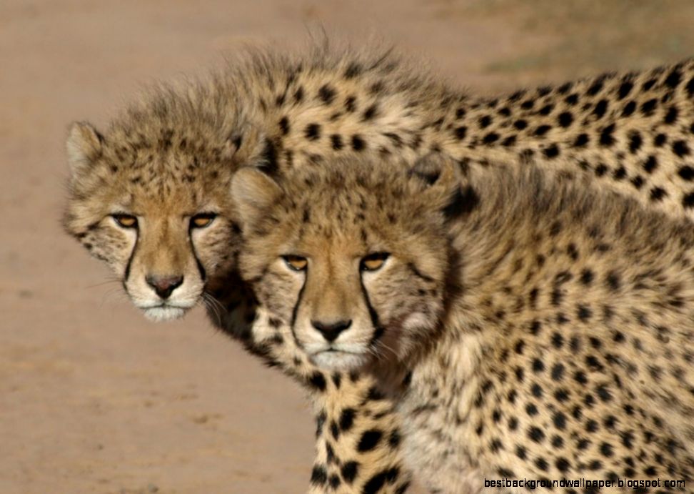 Young Cheetahs   ImgMob Young Cheetahs   ImgMob