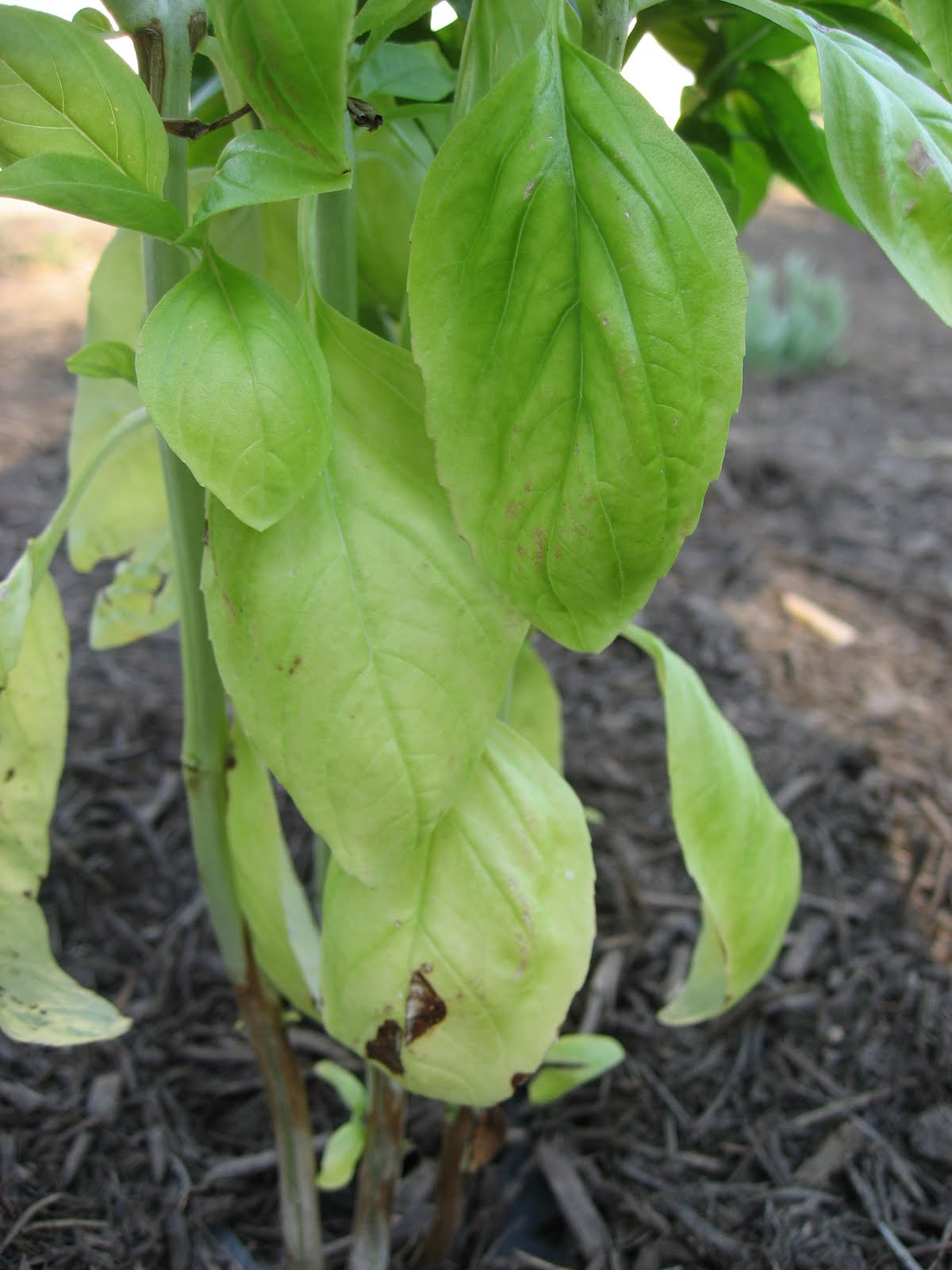 Basil Leaves Turning Brown The moisture meter(our pickatree soil