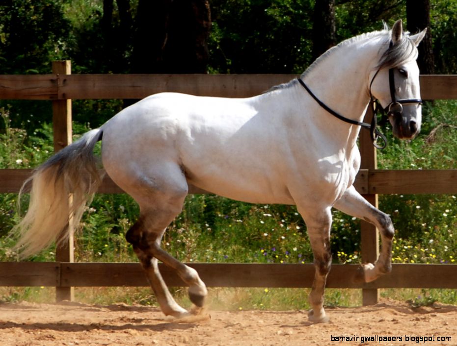Lusitano Horse Wallpapers Lusitano Horse Pictures Cool Wallpapers Lusitano Horse Wallpapers Lusitano Horse Pictures Cool Wallpapers