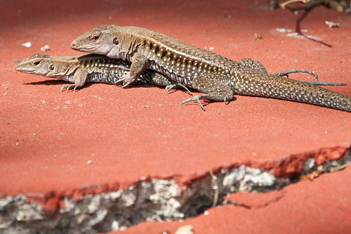 Puerto Rico Lizards