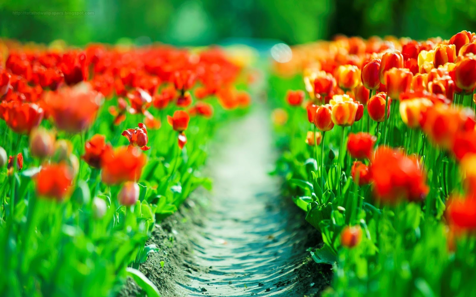 Tulip wallpapers hd