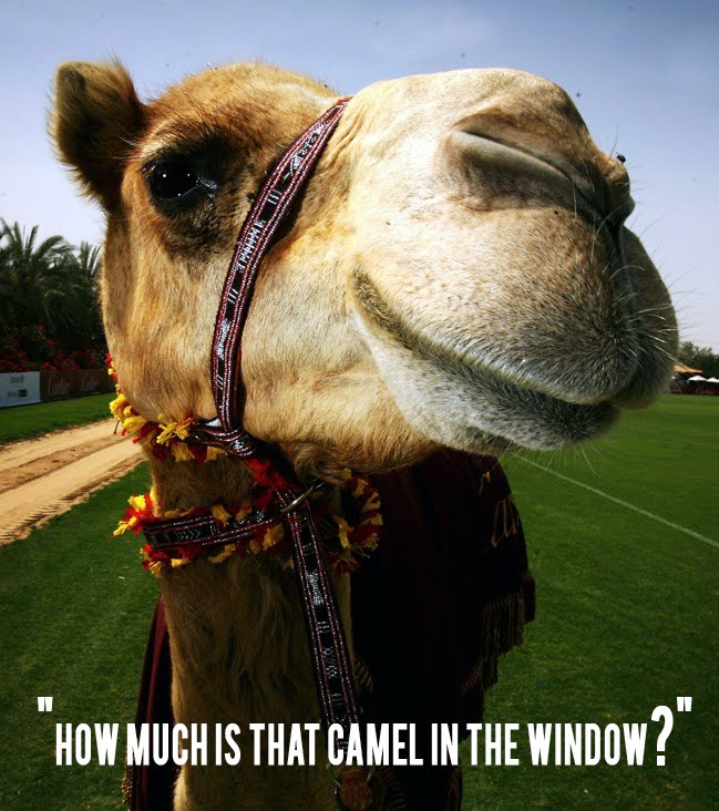 "How much is that camel in the window?"