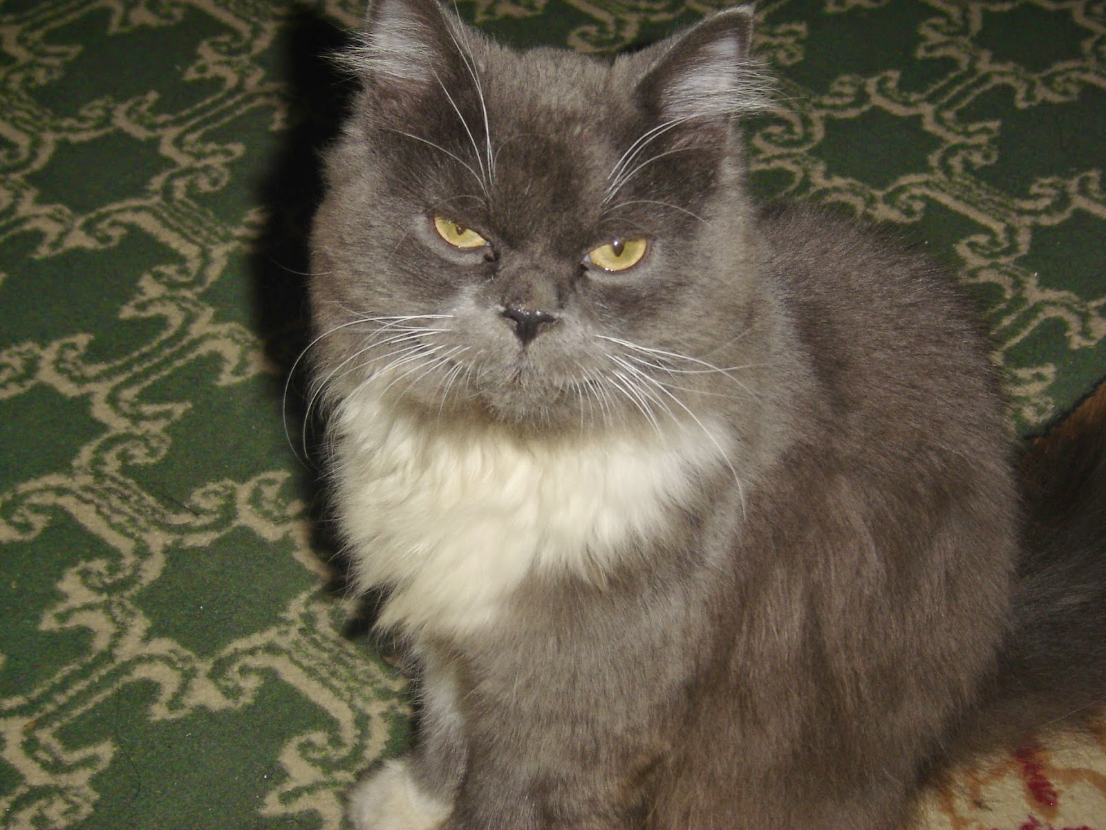 itechyhub The most boring cat on the Why is my cat so boring?