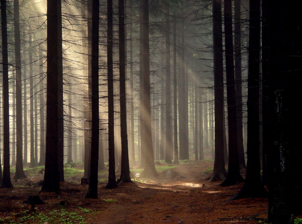 Nature2 1024x768 Nature2 1024x768