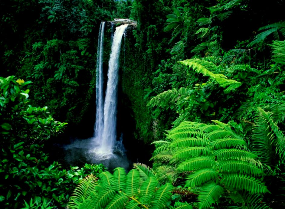 Essential Rainforest Survival Gear Adventure Lion Essential Rainforest Survival Gear Adventure Lion