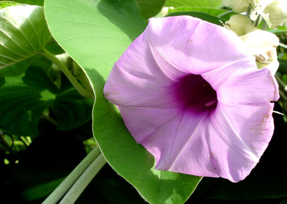 FileElephant creeper Argyreia nervosa Singapore Botanic FileElephant creeper Argyreia nervosa Singapore Botanic