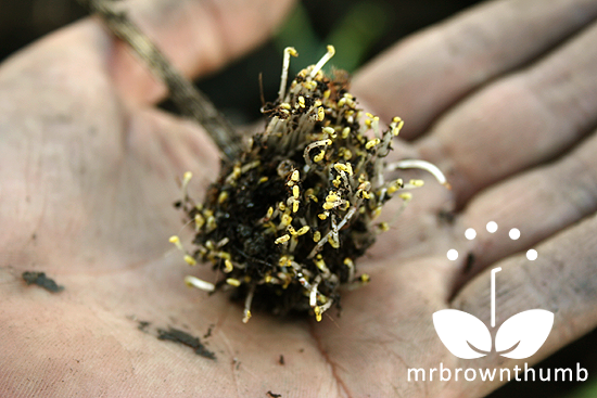 What Does Purple Coneflower Seeds Look Like - What Do Coneflower Seedlings Look Like