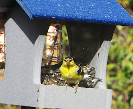 American Goldfinch