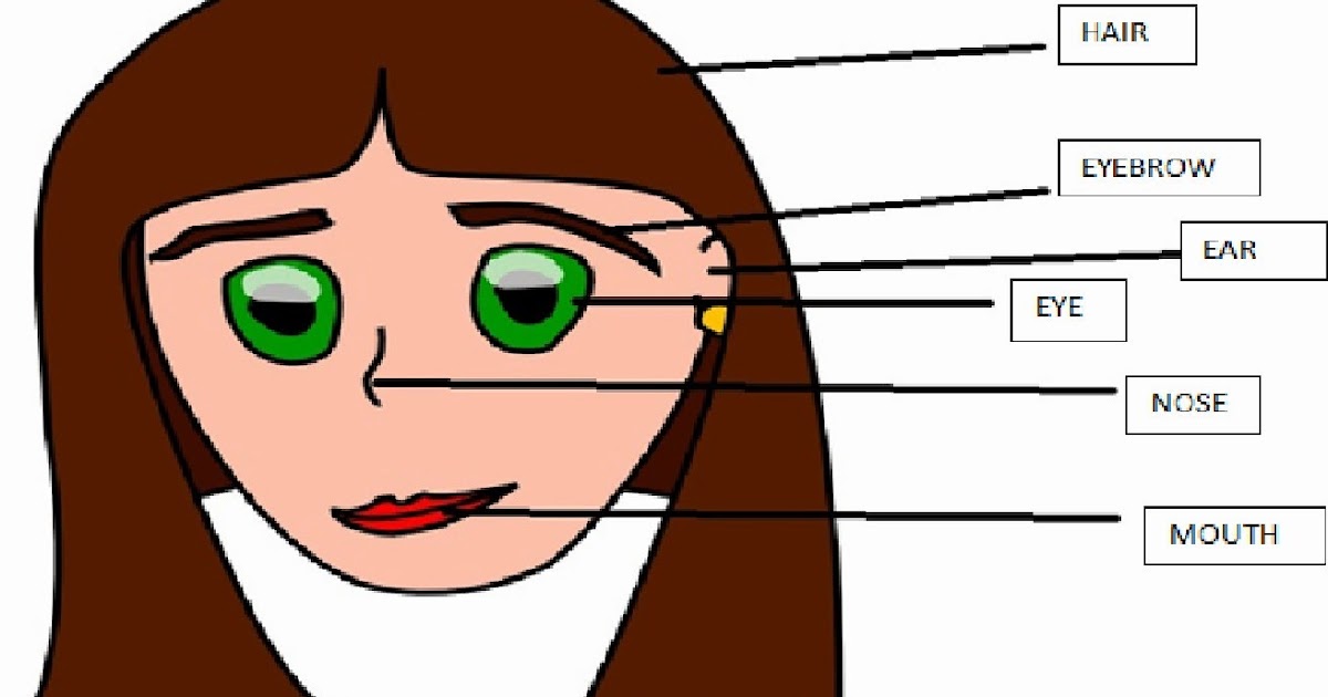 My Homeworks PARTS OF YOUR HEAD