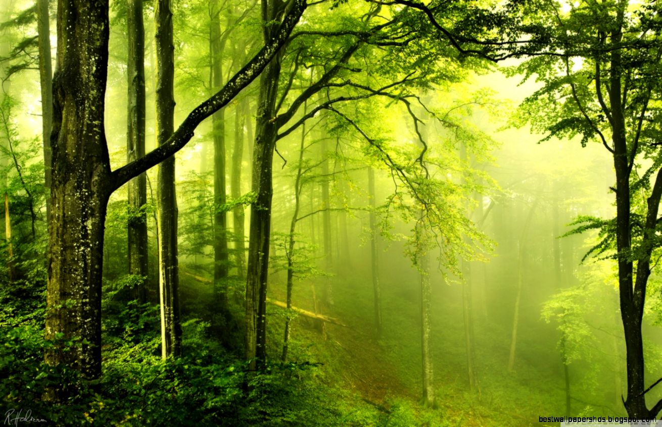 Beautiful Green Forest HD desktop wallpaper High Definition Beautiful Green Forest HD desktop wallpaper High Definition