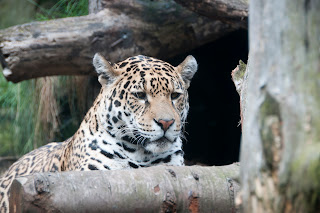 Leopard photograph