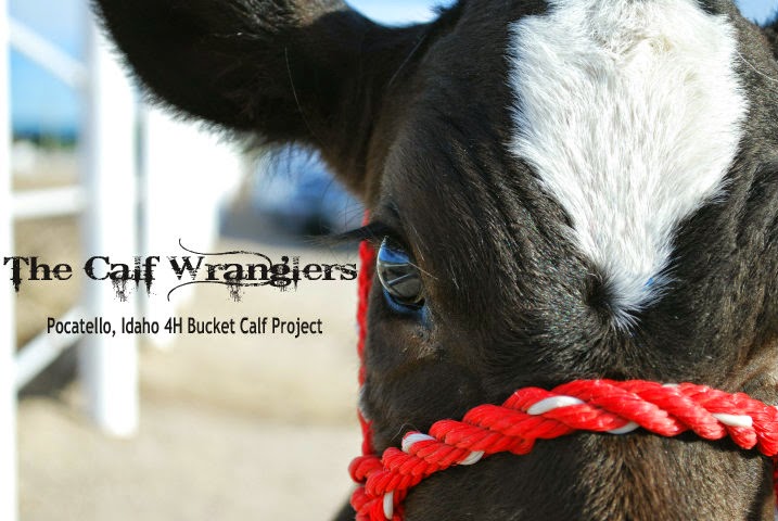 The Calf Wranglers