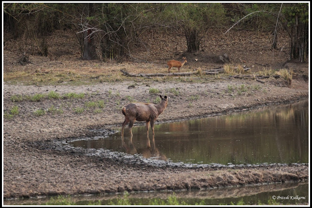 Sambar and Barking deer in one frame at Kanha National Park Sambar and Barking deer in one frame at Kanha National Park
