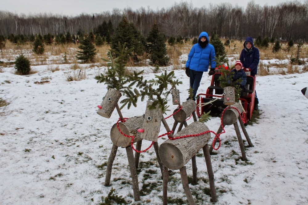 Likeness in a Change of Scenery Visiting a Minnesota Christmas Tree Farm