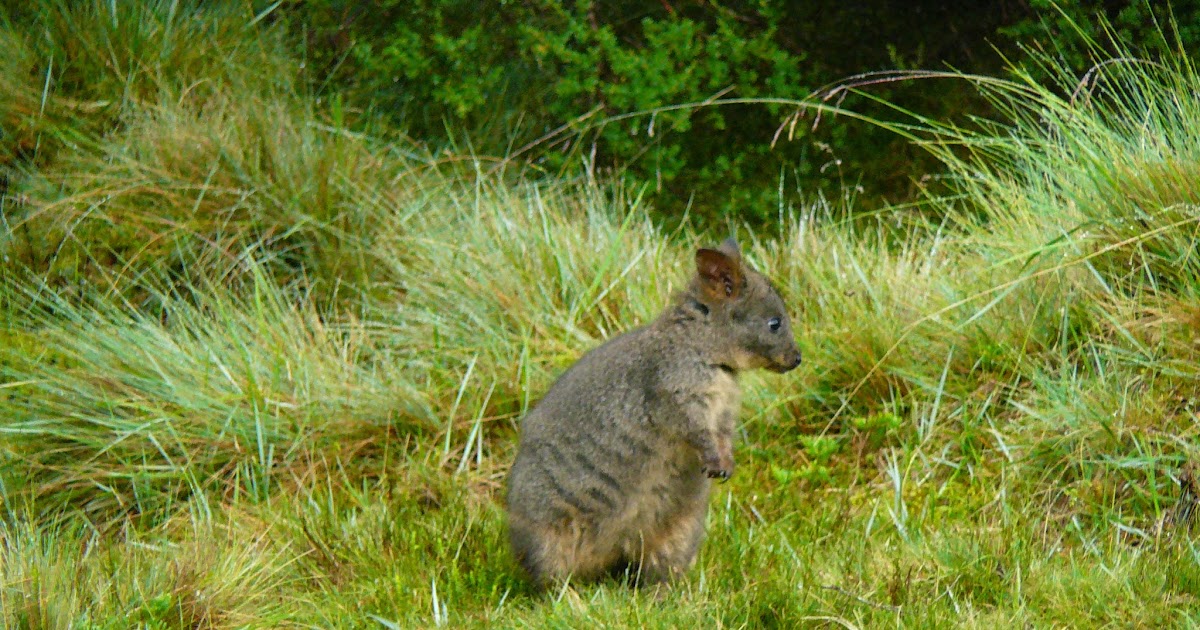 Best wildlife encounters in Cradle Mountain National Park, Tasmania