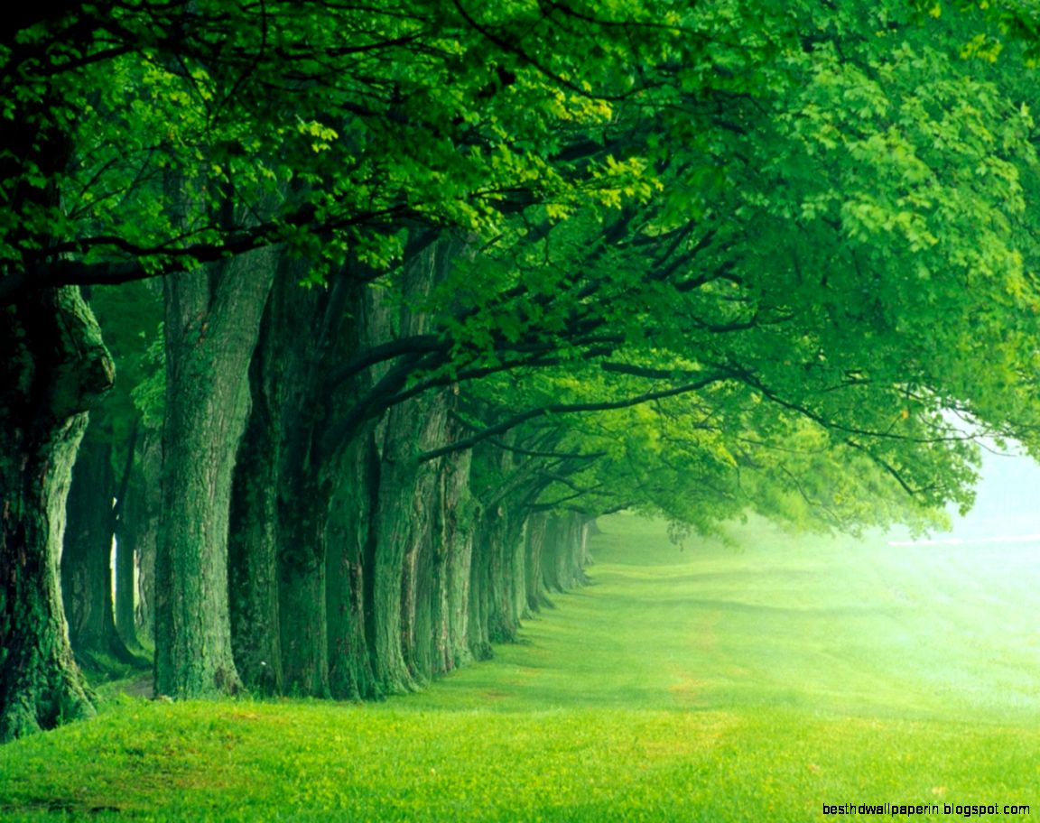 Green Nature Desktop Green Nature Desktop