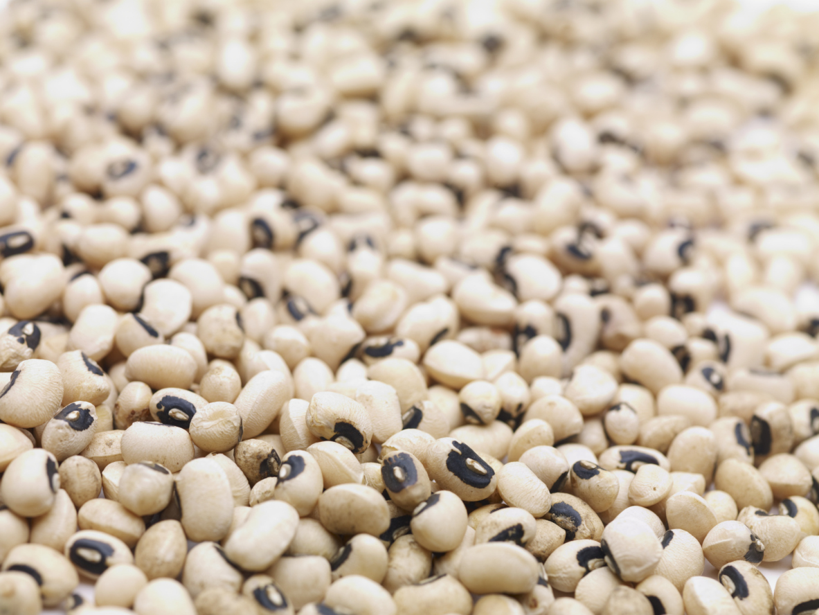 The CC Palate Michael's Speckled Puppy Beans