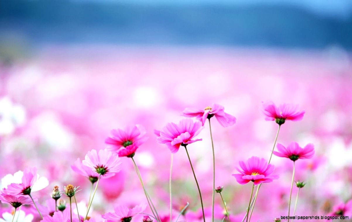 Desktop Wallpaper hd 3D Full Screen Flowers Wallpapers And Pictures Desktop Wallpaper hd 3D Full Screen Flowers Wallpapers And Pictures