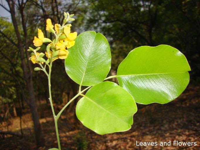 Rath handun/Pterocarpus santalinus Herbal plants Sri Lanka
