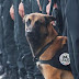 Τιμή στον αστυνομικό σκύλο Diesel που σκοτώθηκε στο Παρίσι...