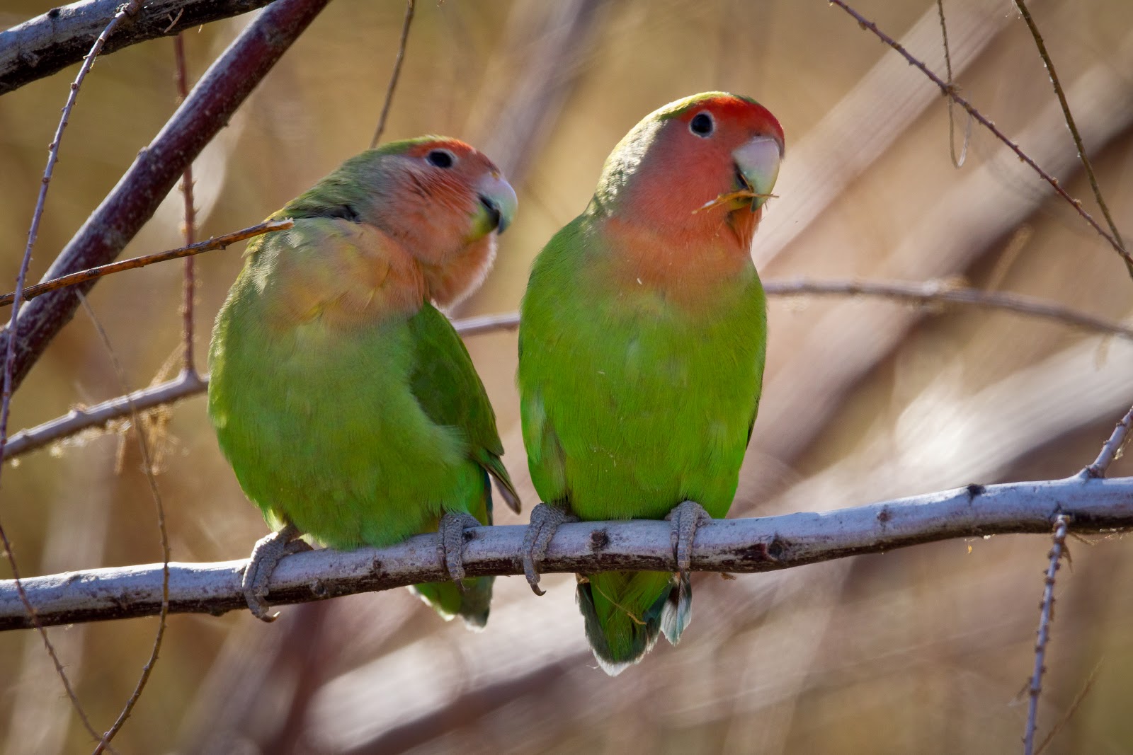 feather tailed stories peach faced lovebirds feather tailed stories peach faced lovebirds