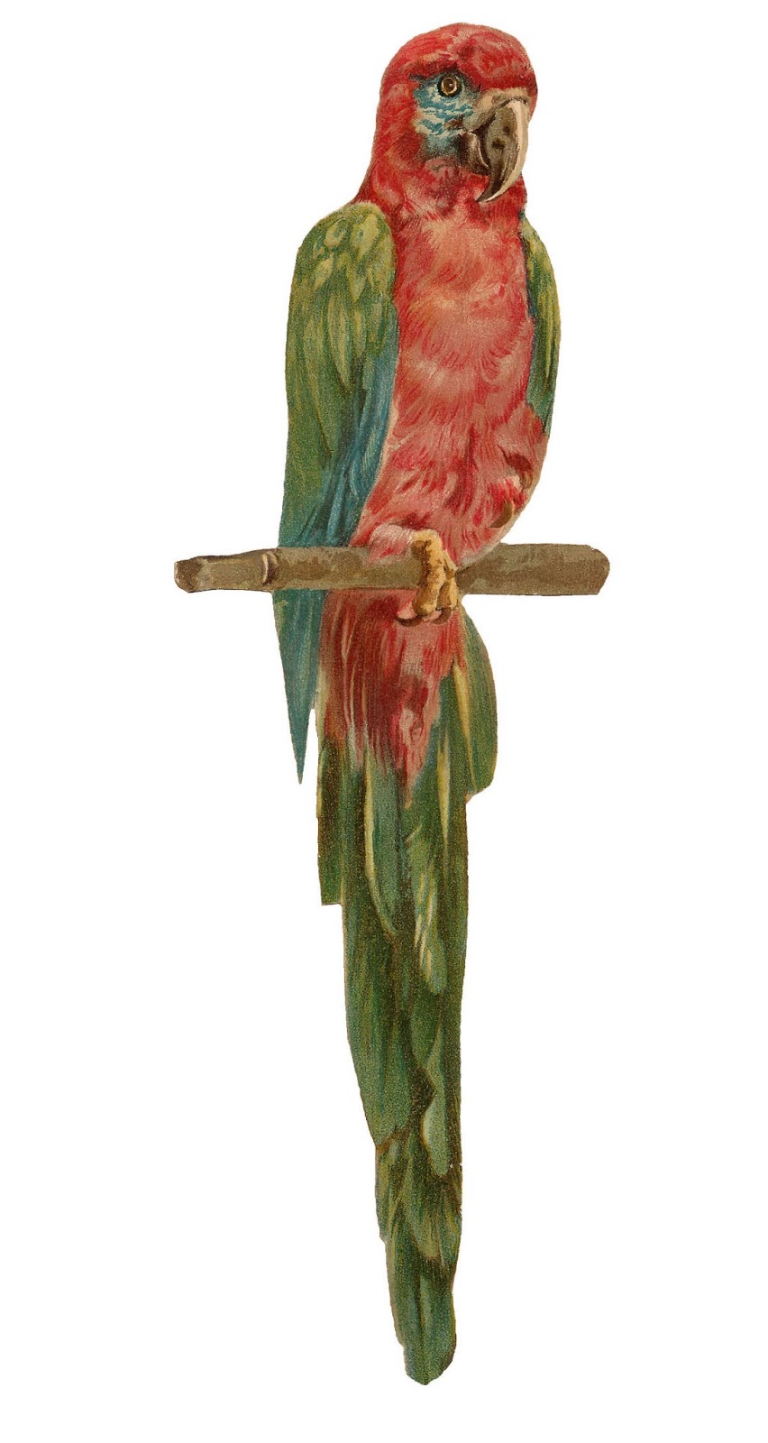 Angels fairies angel victorian angeles engel scrapbooking cards fairy scrap visitar aprender proyectos manualidades facilisimo es con Antique Images: Free Bird Graphic: Vintage Macaw Parrot Clip Art
