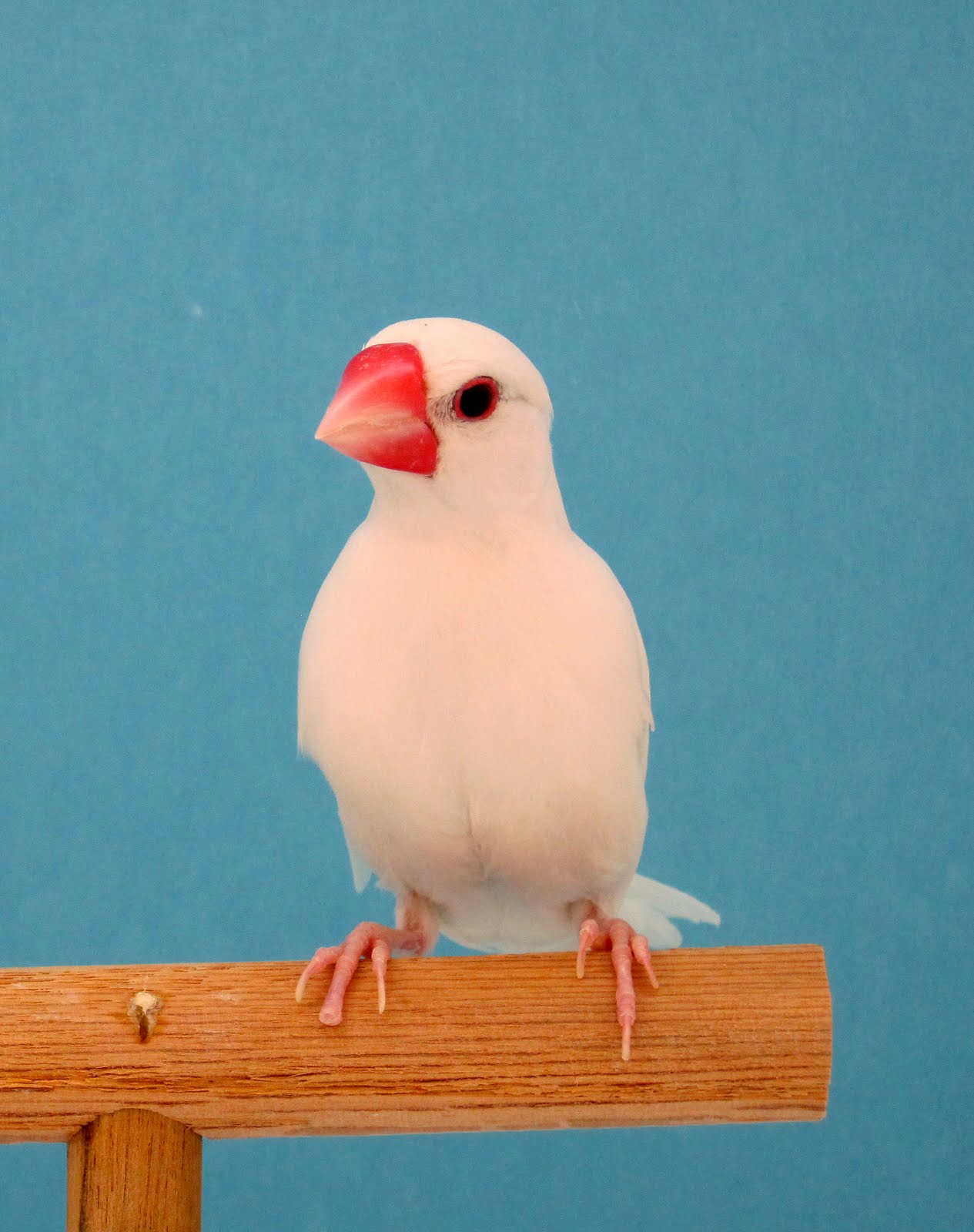 Happy Bird Place Finch and Grasskeet Blog Bird photos
