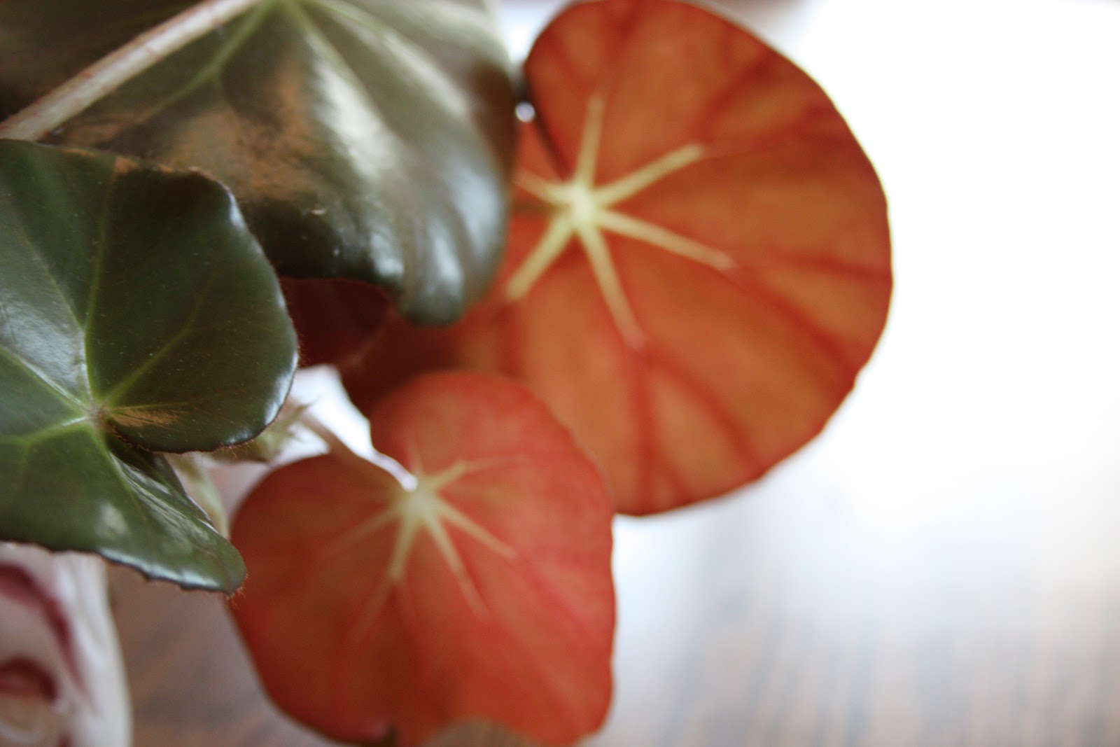 Gardening With Grace