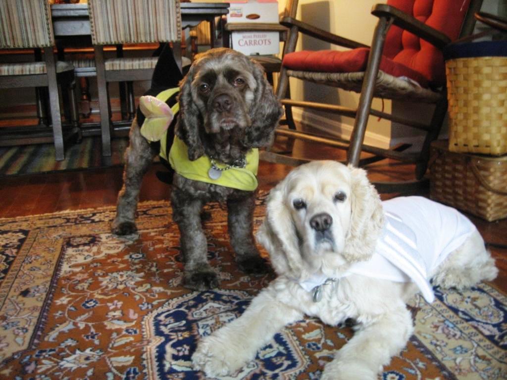 cocker spaniel anatomy