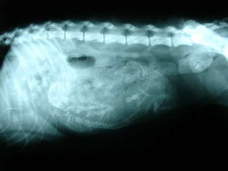 pregnant dog x-ray
