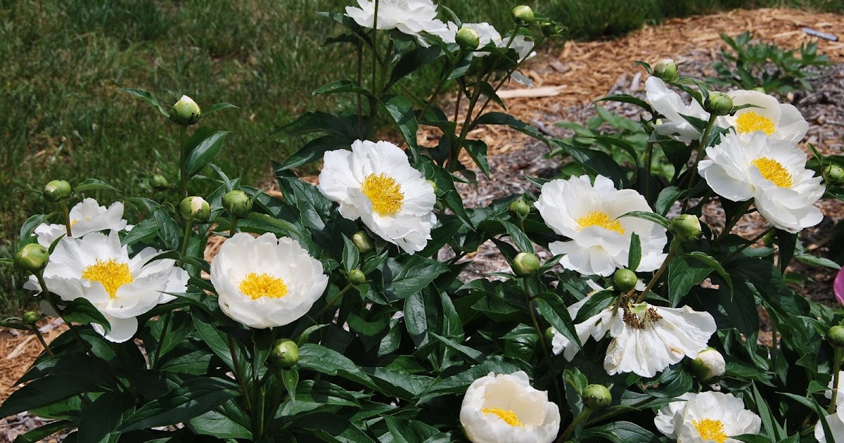 Southern Peony 2013 Peony Single White Best Performer Week 3