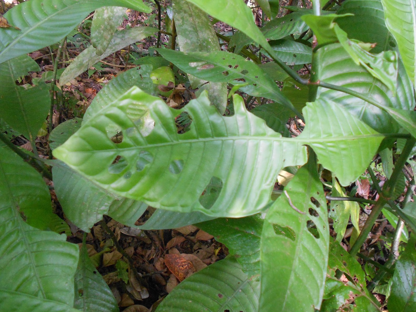 Rambling �round the Rainforest HUNGRY IN THE RAINFOREST