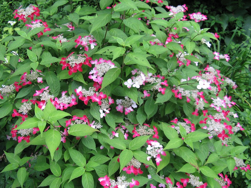 信州の四季 Seasons Of Forest 美しい 日本原産のアジサイ 真紅のヤマアジサイ山紫陽花 クレナイ 紅